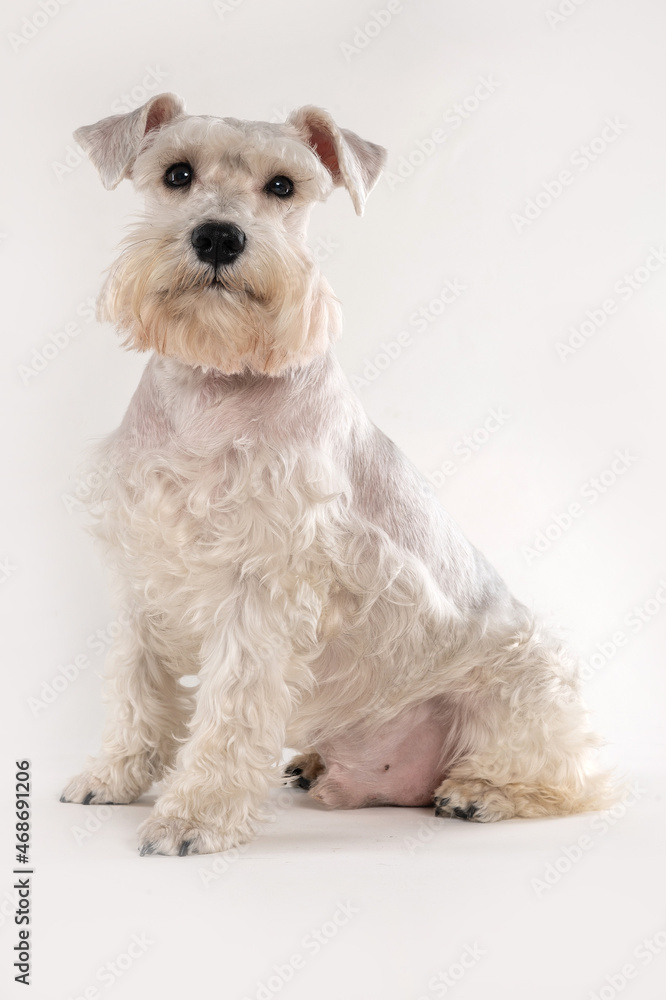 white schnauzer dog sitting and looking at camera on white background