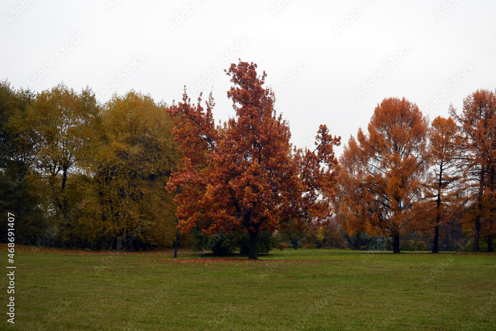 Golden autumn. Bright orange foliage on a background of green grass. Beautiful autumn park.