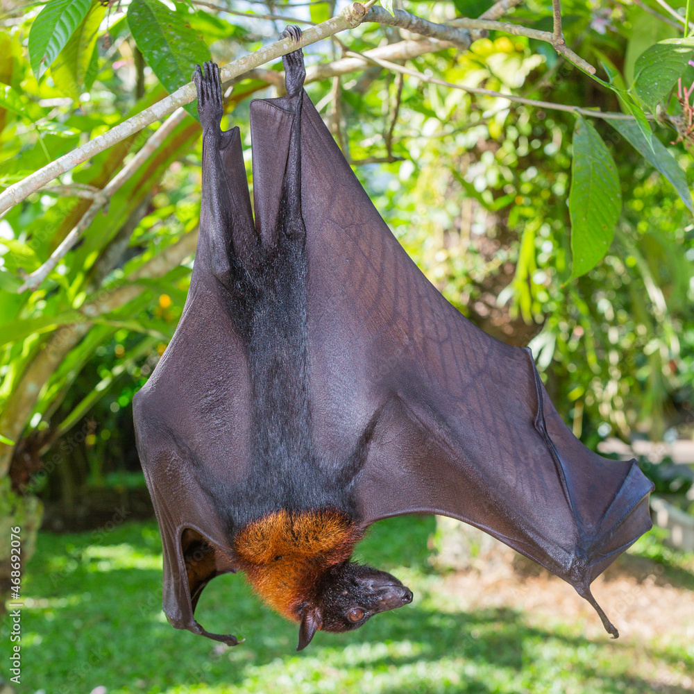 Flying fox, giant bat on Jawa Indonesia