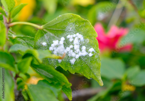 A leaf infested with wooly aphids (Eriosomatinae), common garden plant pest in warm climates.