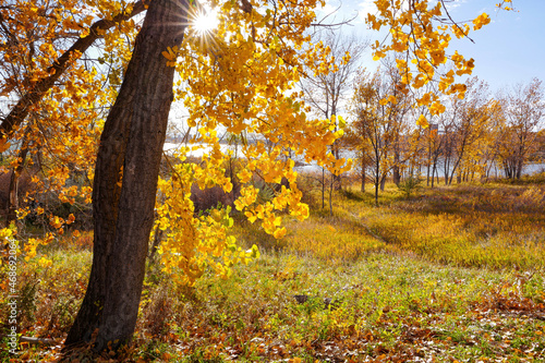 A pretty Fall scene at Cherry Creek State Park in Colorado with the sun shining through a large Cottonwood tree and a rolling meadow below leading to the lake reservoir. photo