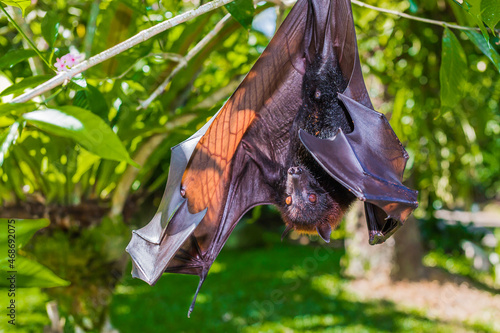 Flying fox, giant bat on Jawa Indonesia