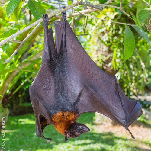 Obraz na płótnie Flying fox, giant bat on Jawa Indonesia w salonie