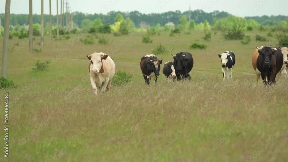 Herd of spotted cows going on pasture Herd of spotted cows going on pasture