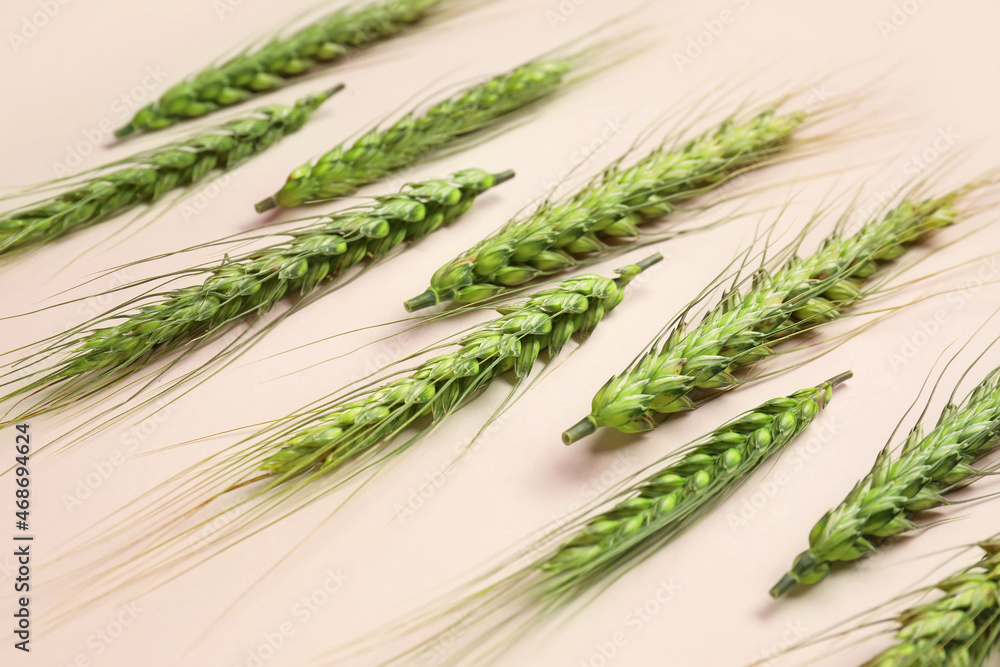 Green wheat spikelets on light background Green wheat spikelets on light background