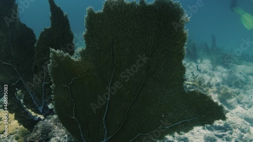 Large leaf of seaweed swinging in the underwater current photo