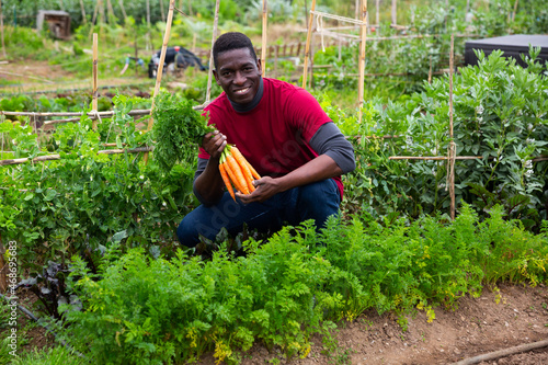 Man holding fresh carrots during harvesting in garden outdoor