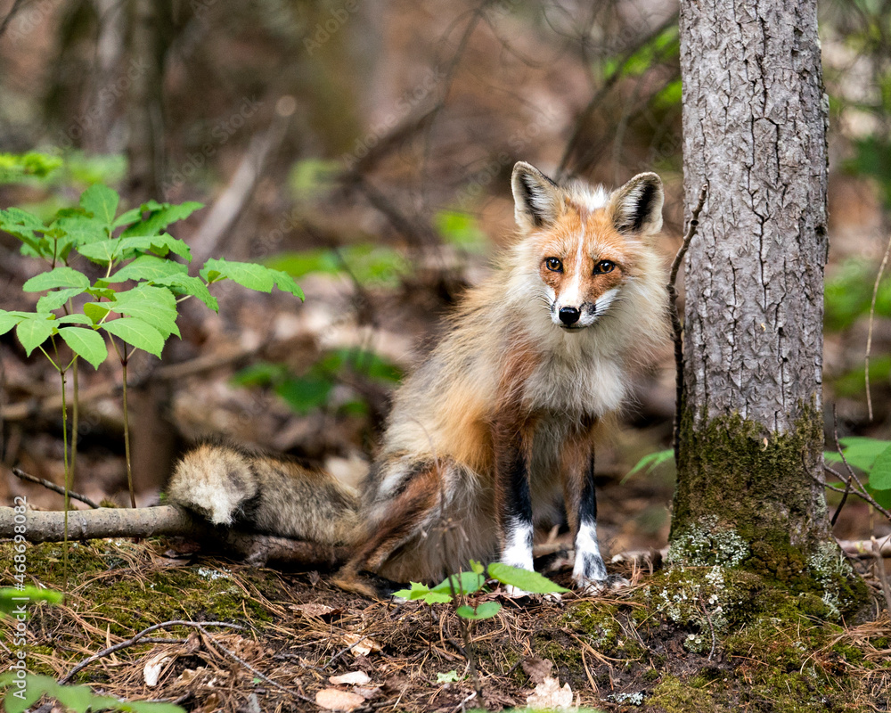 Fototapeta premium Red Fox Photo. Fox Image. Close-up profile view sitting by a moss tree and looking at camera with blur background in its environment and habitat. Picture. Portrait.