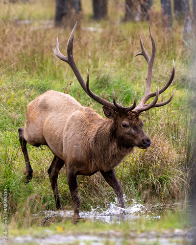 Elk Stock Photo and Image.  male close-up profile view  running in the water with a blur forest background and displaying antlers and brown fur coat in its environment and habitat surrounding.