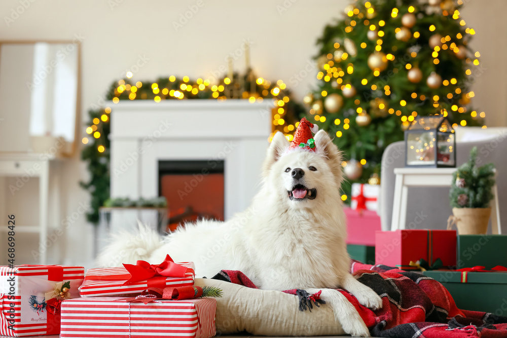 Obraz premium Cute Samoyed dog with Christmas gifts at home