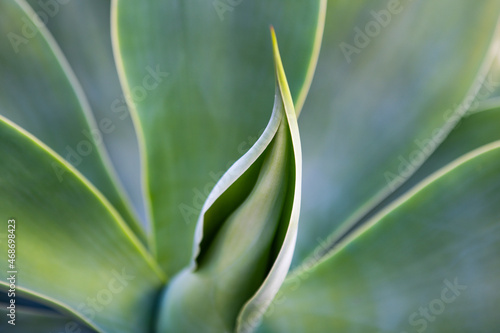 Wallpaper Mural Agave cactus. Cactus backdround, cacti design or cactaceae pattern. Torontodigital.ca