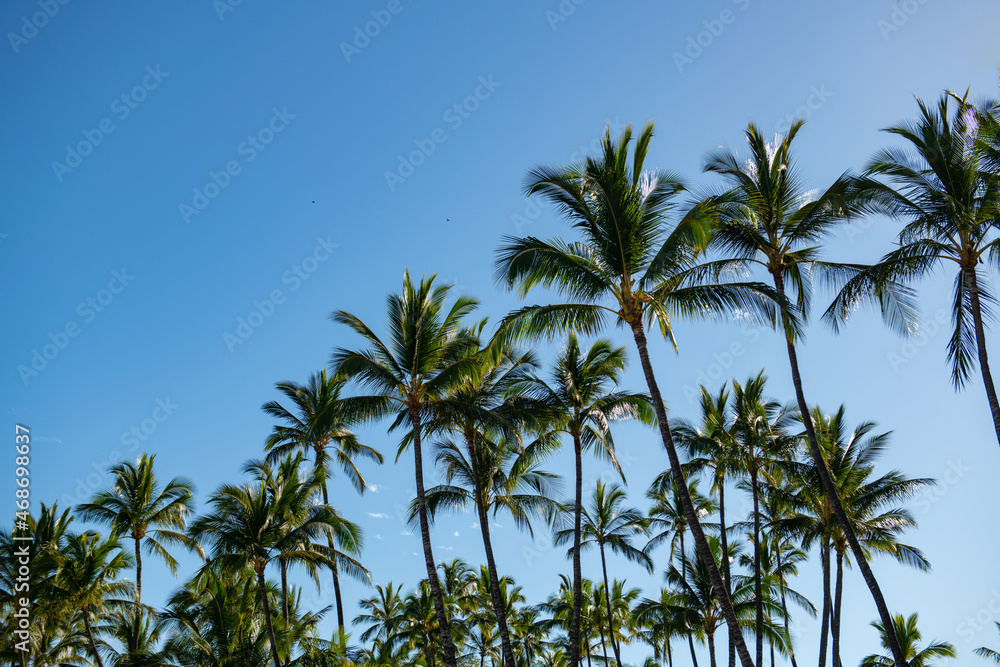 Tropical trees background. Coco palms on blue sky. Palms landscape with sunny tropic paradise. Summer tropical island, holiday or vacation pattern.