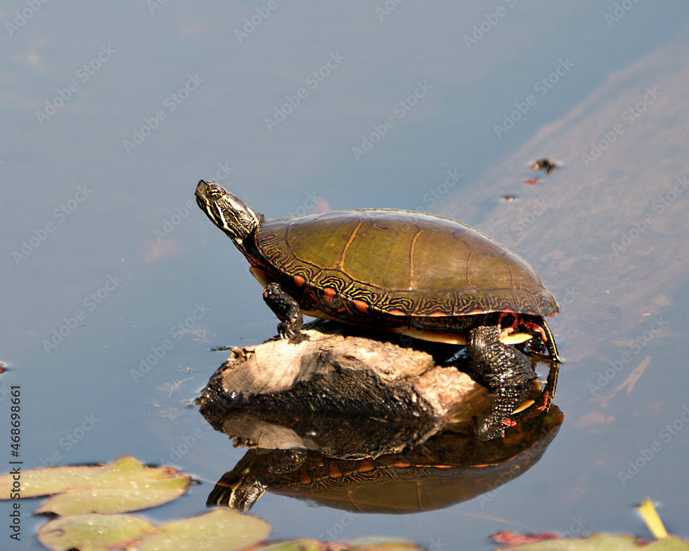 Obraz premium Painted Turtle Photo. Turtle resting on a log with body reflection and displaying its turtle shell, head, paws in its environment and habitat surrounding. Turtle Image. Picture. Portrait.