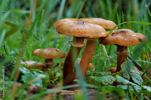 Autumn mushrooms in nature. Humid autumn climate with mold growth and natural adaptation for the seasons.