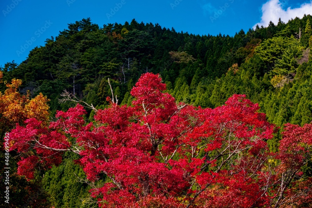 天が谷渓谷の紅葉