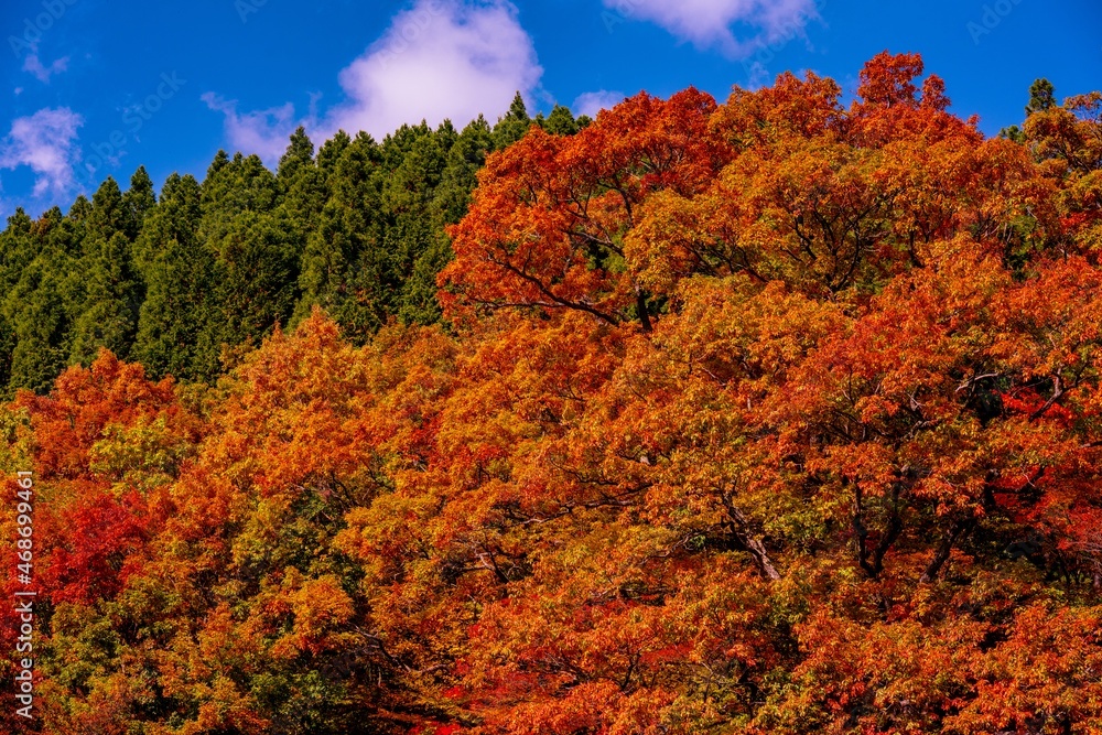 天が谷渓谷の紅葉
