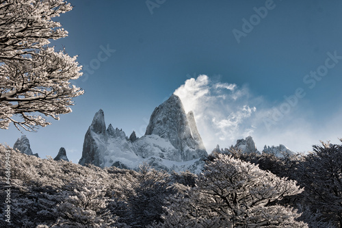 snow covered pine tree