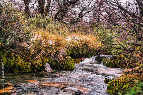 stream in the forest