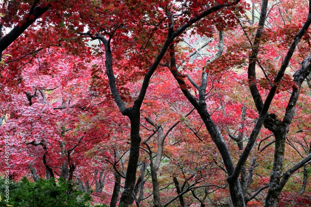 日本の美しい紅葉の風景