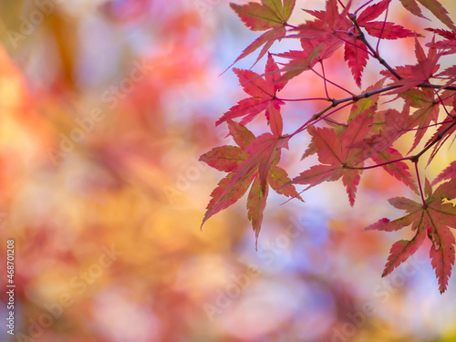 暖色の背景に浮かび上がる赤いカエデの紅葉