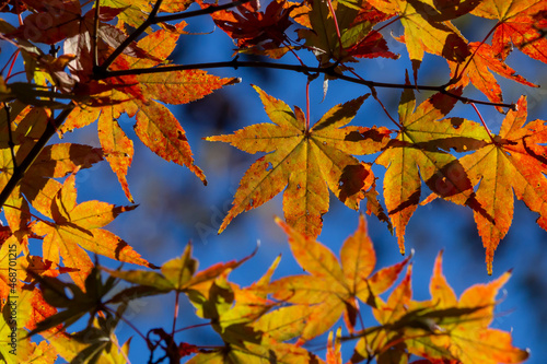 ぼけた背景に浮かび上がるカエデの紅葉