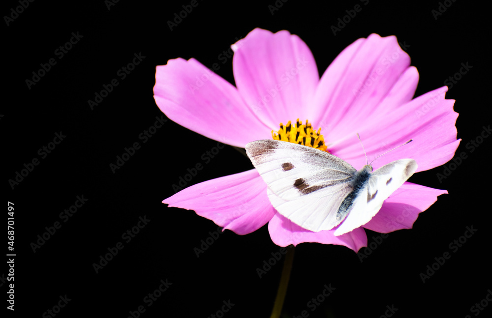 Closeup of a cabbage white butterfly on a pink cosmos flower. Latin name, pieris rapae Closeup of a cabbage white butterfly on a pink cosmos flower. Latin name, pieris rapae