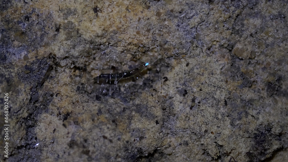 close up of a glow worm on a tunnel wall at lithgow close up of a glow worm on a tunnel wall at lithgow