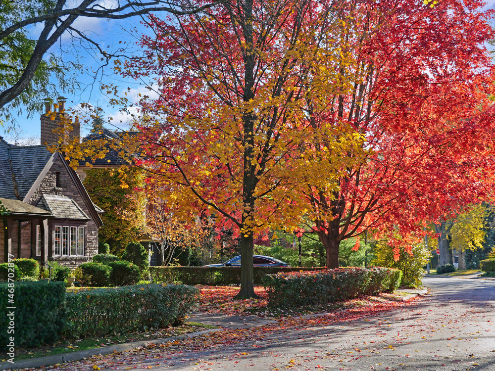 Suburban residential street with maple trees displaying brilliant fall colors