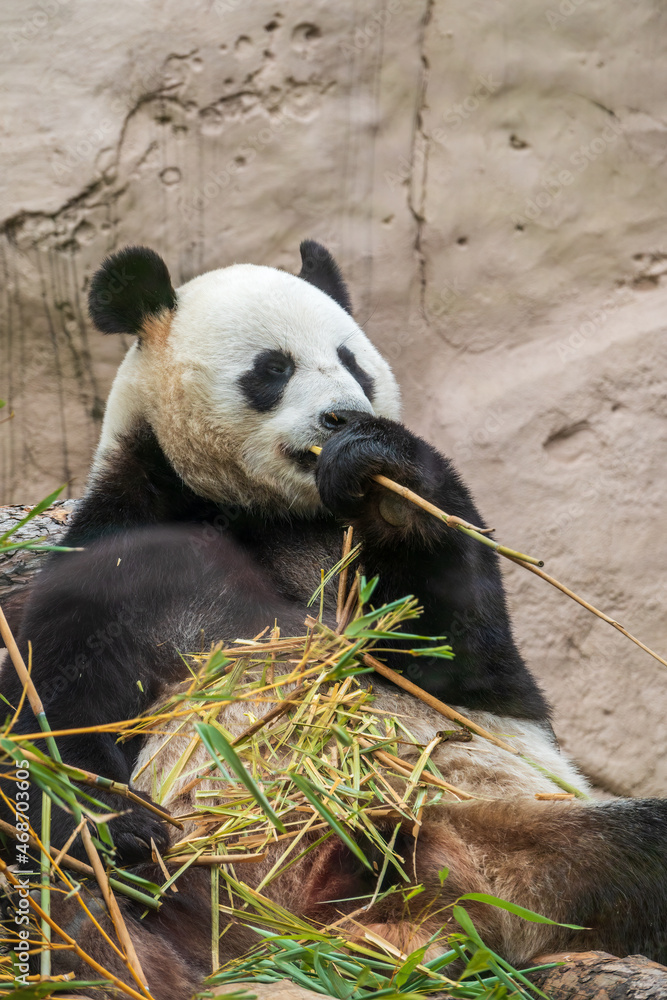 Fototapeta premium The Giant Panda Bear sits while eating a bamboo stalk