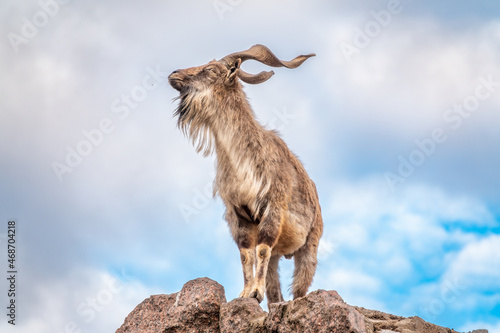 Markhor, Capra falconeri, wild goat native to Central Asia, Karakoram and the Himalayas standing on rock on blue sky background photo