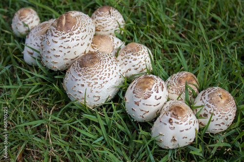 mushrooms on green grass