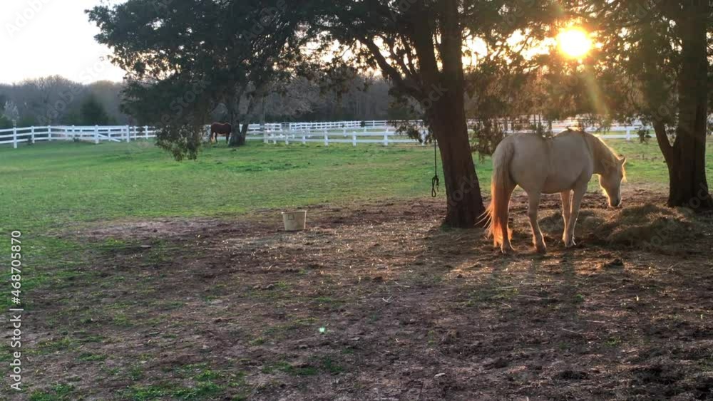White horse walks to shaded tree area on sunny day at golden hour, as the sun peaks through the trees and illuminates the horse's tail. Tranquil scene on beautiful horse farm. White horse walks to shaded tree area on sunny day at golden hour, as the sun peaks through the trees and illuminates the horse's tail. Tranquil scene on beautiful horse farm.