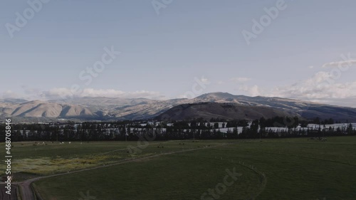Cayambe mountain in the Ecuadorian andes, green fields and cows. 
Sunset time in the andes