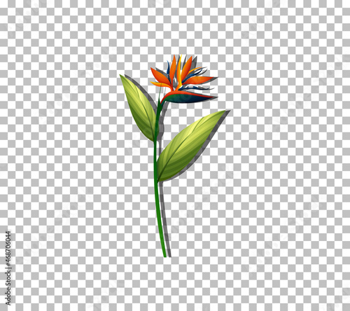 Bird of paradise flower on transparent background