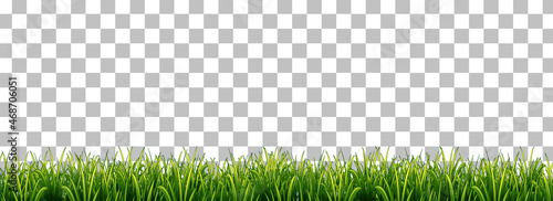 Green grass on transparent background