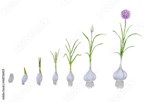 Watercolor Painting of Growing of Garlic isolated on white Background