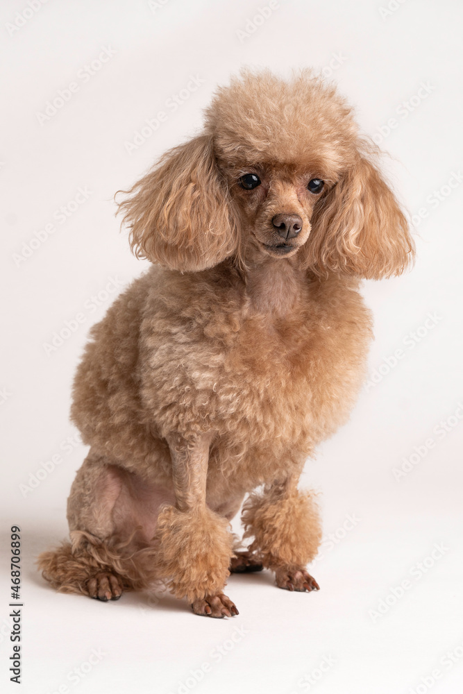 Portrait of a beautiful dog on a light background Portrait of a beautiful dog on a light background
