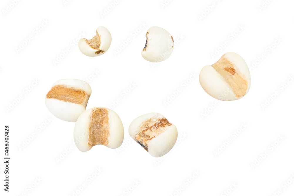 Fototapeta premium Job's tears (Adlay millet)