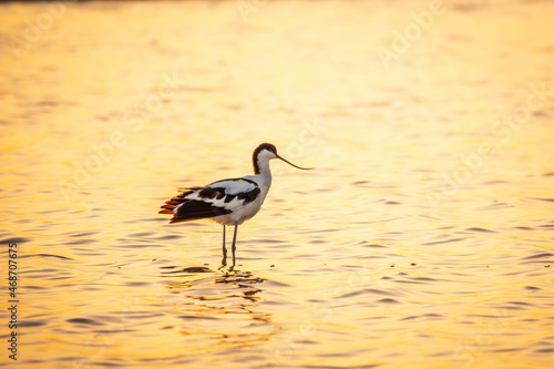 Water bird pied avocet, Recurvirostra avosetta, standing in the water in orange sunset light. The pied avocet is a large black and white wader with long, upturned beak