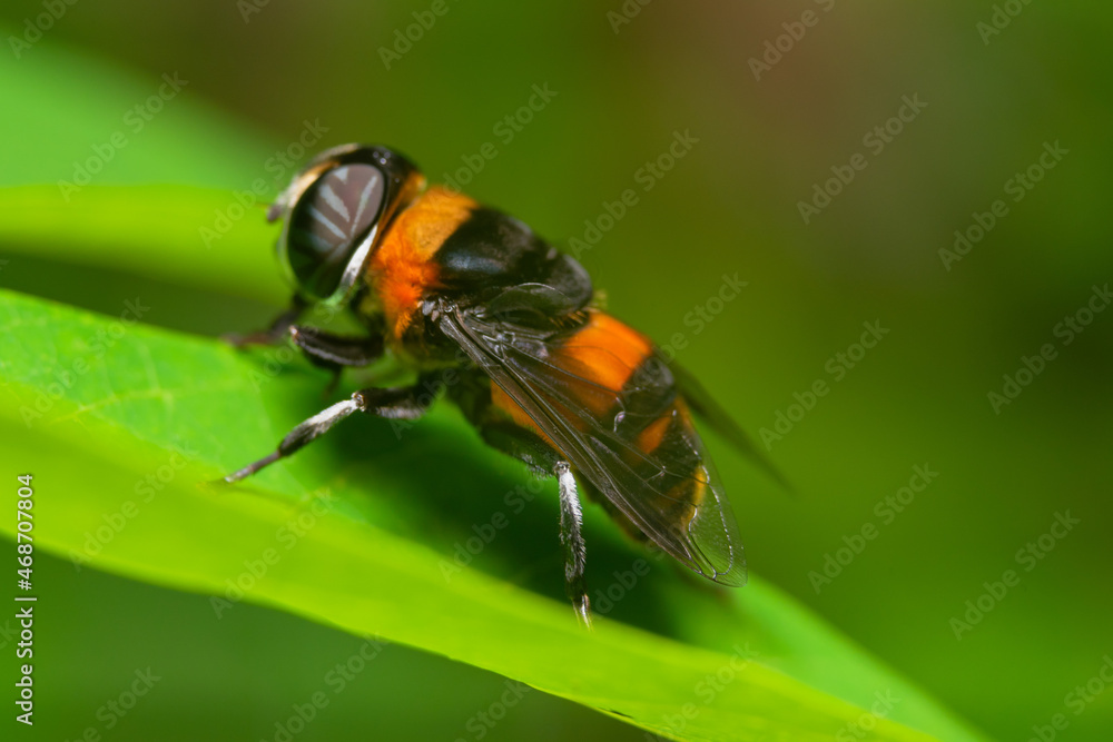 Fototapeta premium details of the robberfly head