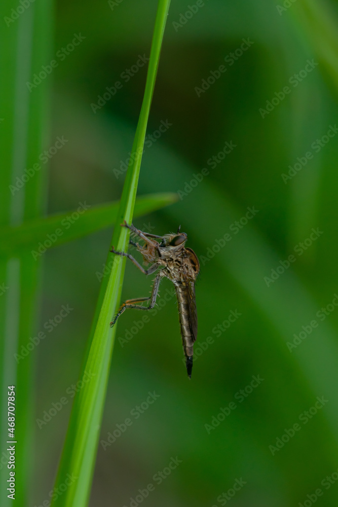 Robber fly on the branch looking for prey Robber fly on the branch looking for prey