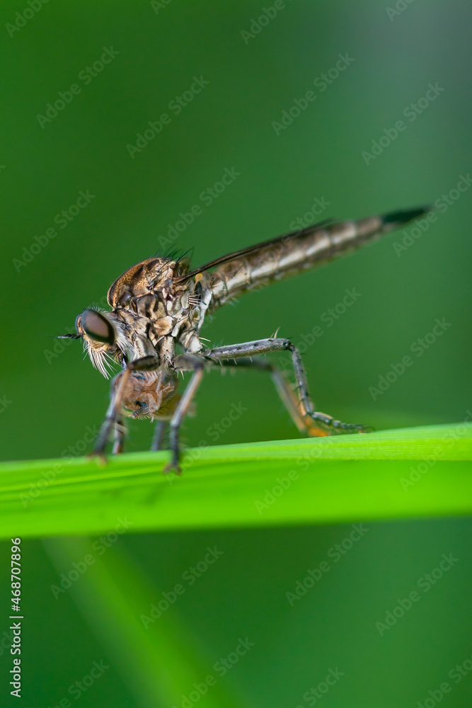 Robber fly on the branch looking for prey Robber fly on the branch looking for prey