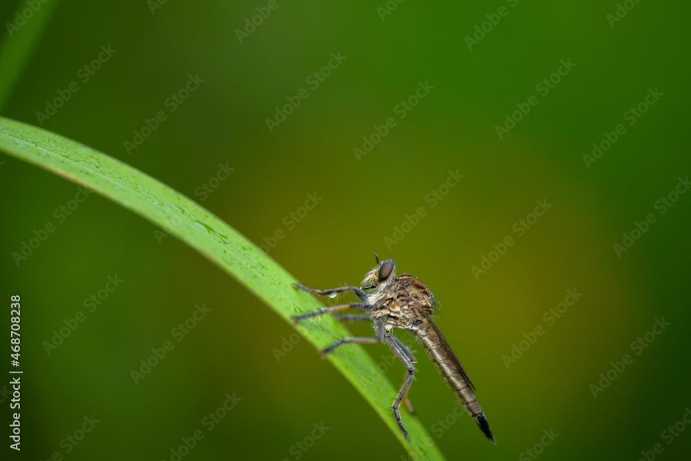 Robber fly on the branch looking for prey Robber fly on the branch looking for prey