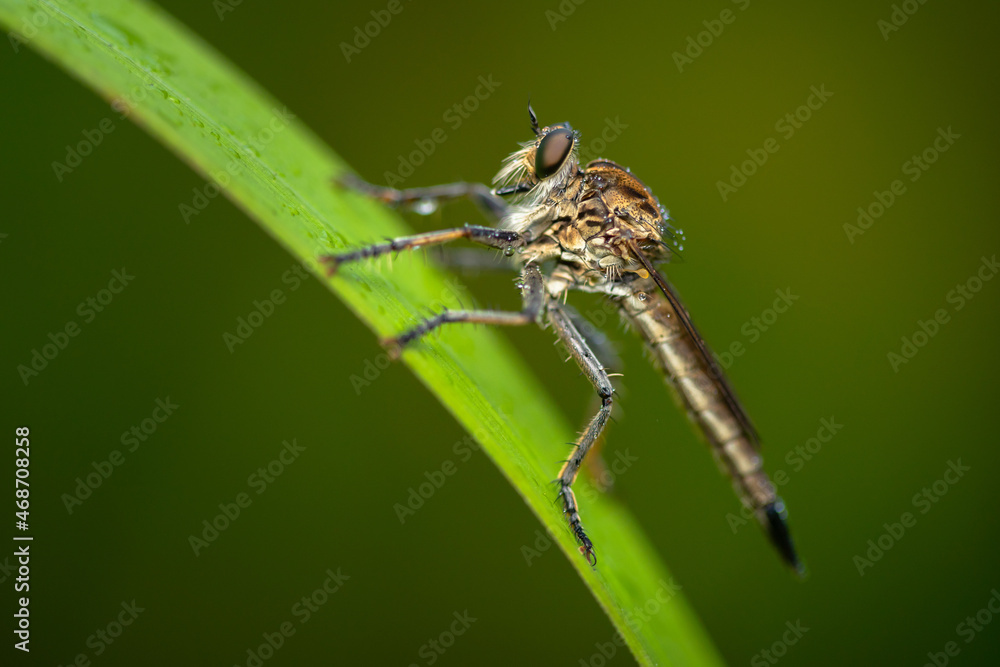 Robber fly on the branch looking for prey