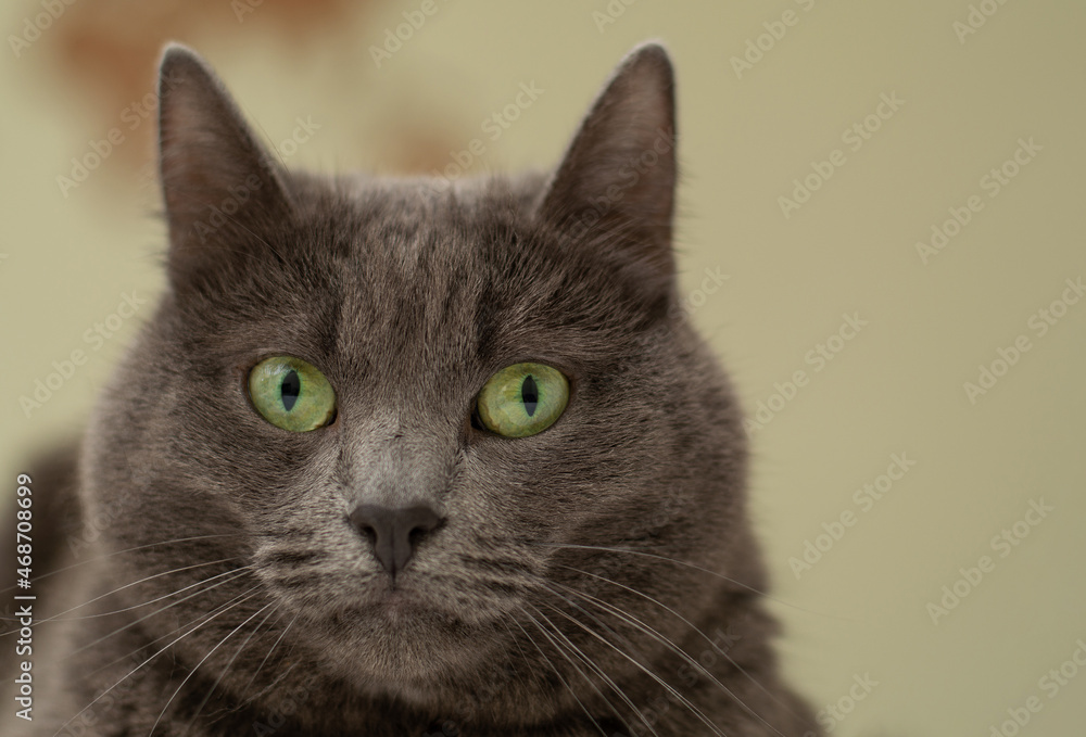 Gray cat with green eyes looks at the camera. Portrait on the background of the wall. Horizontal view.