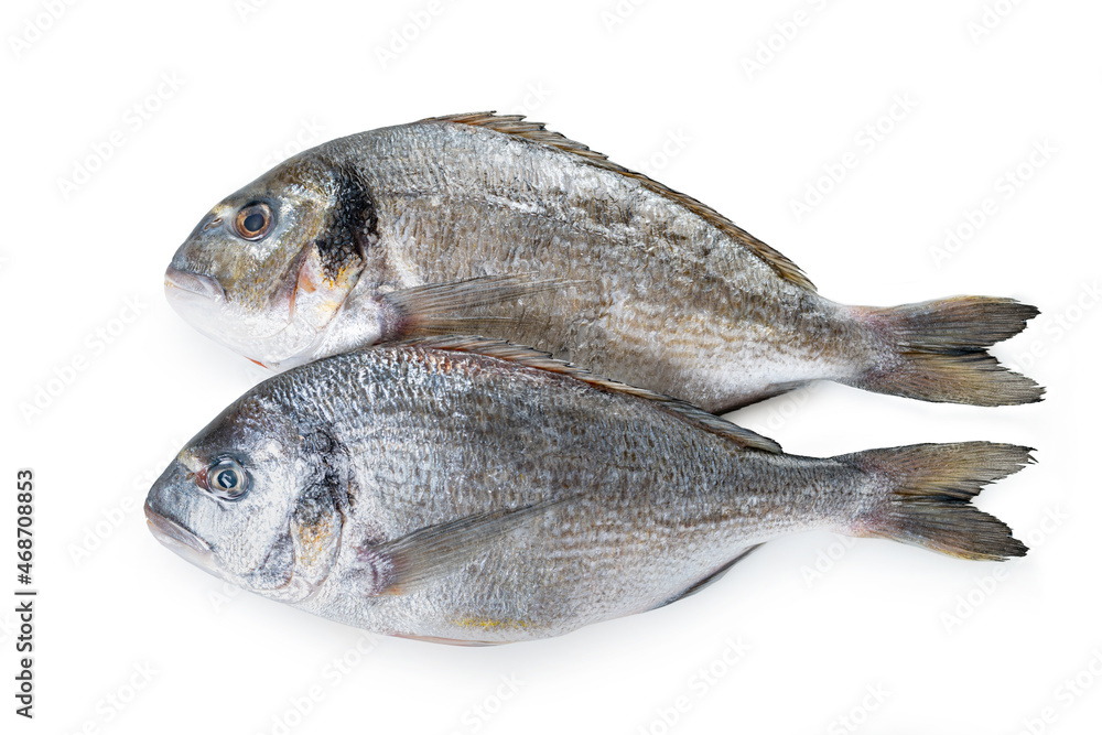 raw dorado fish raw dorado fish