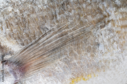 texture of dorado fish closeup
