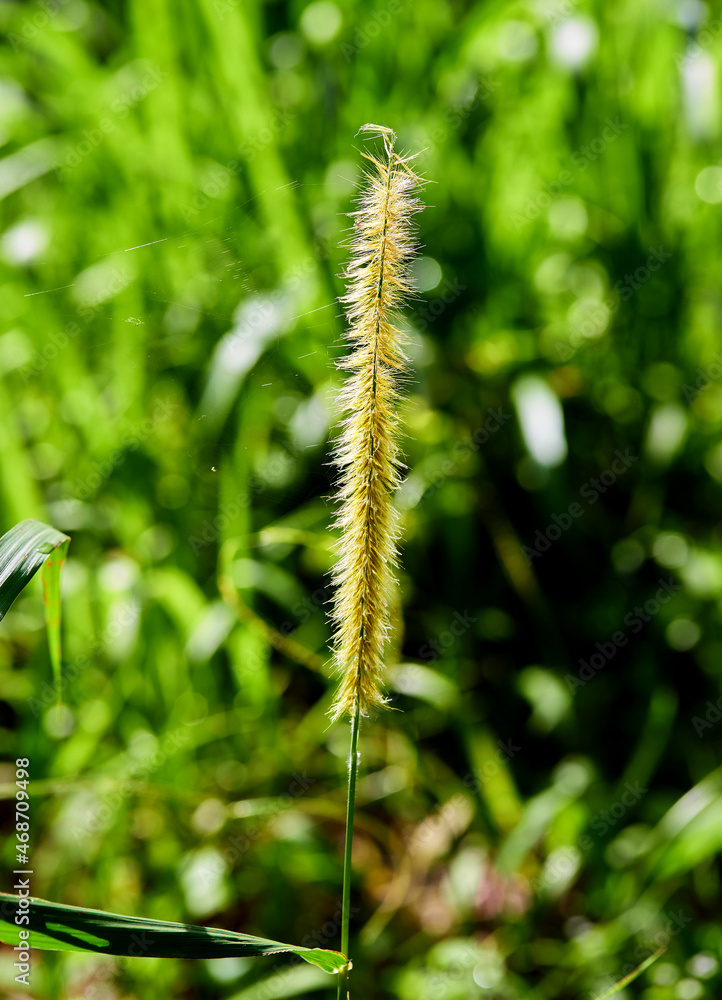 fox tail grass flower blossom isolated in forest fox tail grass flower blossom isolated in forest