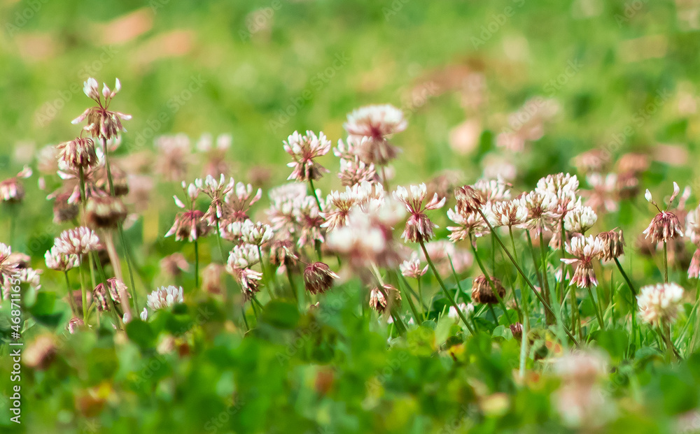 flores flores