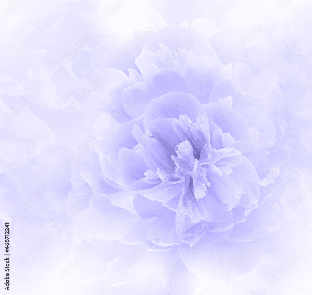 Purple peony. floral background. Closeup. Nature. Purple peony. floral background. Closeup. Nature.